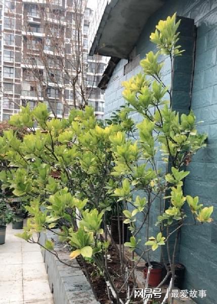 院子里养花,花土过硬,教你改良花土,养花,种菜效果更好