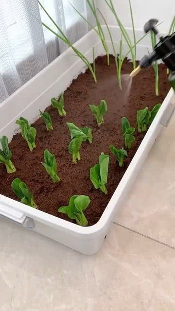 椰砖种菜对人的身体有没有害;椰砖可以用来种菜