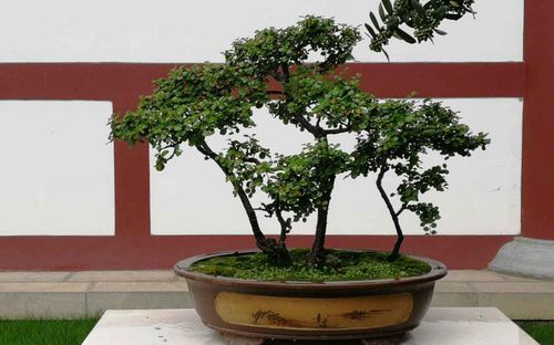 居家装修,拿这4样 盆景 点缀,好好修剪,堪比艺术品