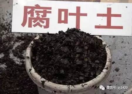 腐叶土的制作方法,太简单了