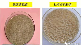 线虫难杀死,虫卵难防治,难道真的没办法了吗