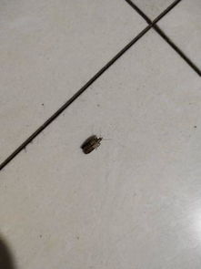 我家里卧室客厅突然有很多小飞虫,好烦,想问下这是什么虫,怎么去除