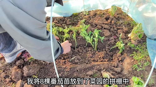 营养土种果树好吗、营养土可以用来种树吗