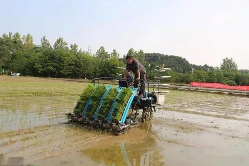 水稻移栽后,还要注意哪些 合理管理才能高产