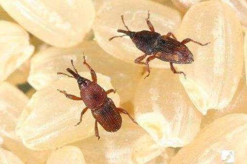 农村大米存放1个月就生虫,超市里的米存几个月却没事,为啥