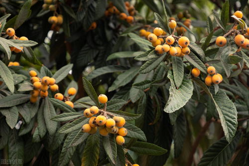 枇杷树怎么种植 种植枇杷树需要注意什么