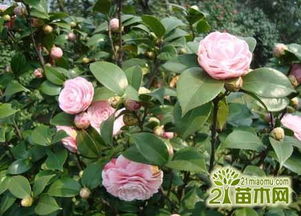 茶花用什么泥土种最好