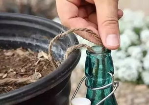 谁还买花盆啊,一根毛线就能种花,美到邻居都羡慕