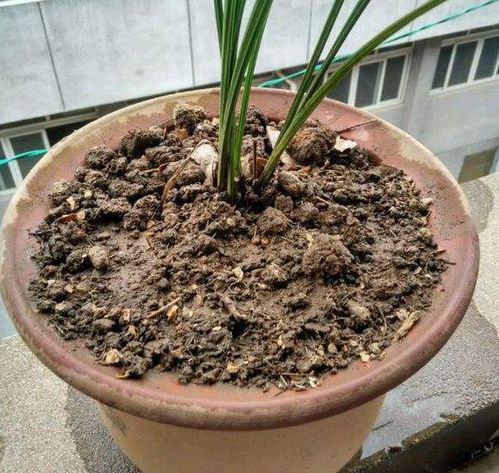 长期盆栽养花种草,土壤易板结该怎么预防 从浇水施肥下手