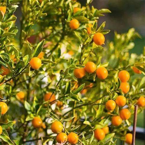 盆栽金橘也能硕果累累,须掌握3个栽培环节