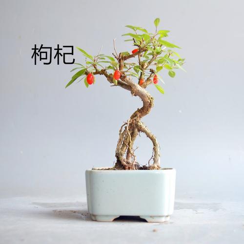 枸杞盆景用什么土壤比较好