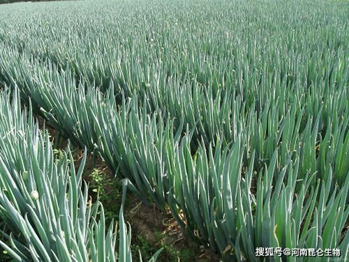 大葱烂根要用什么肥料 大葱土传病怎么解决 大葱重茬根腐用什么药防治