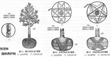 乔木移栽土球大多合适