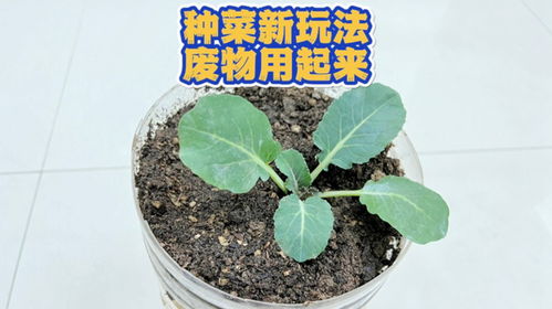 种菜新玩法 废物用起来