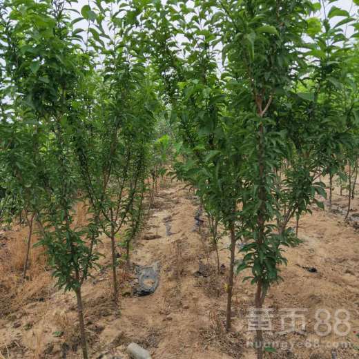【3公分幸运李子树苗施肥管理/李子苗免费提供种植指导】- 黄页88网