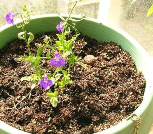 土壤板结花卉活不长 别着急换盆, 一根吸管 能帮你