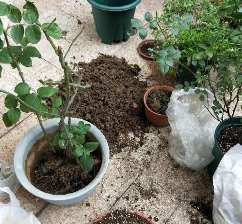 养花配土加点珍珠岩,土壤透气 营养足,盆栽花根越长越旺