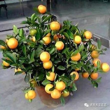 适合室内养的2种盆栽水果,只需养一棵,四季能结果,吃都吃不完