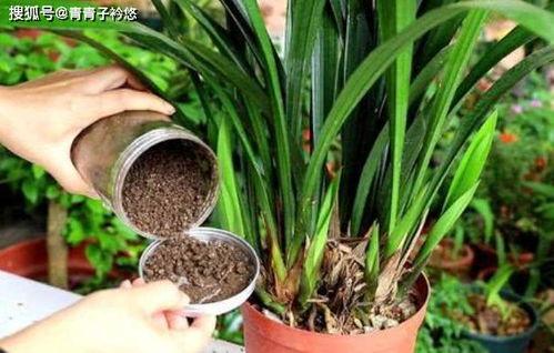 养花不用专业肥该用啥 用上3种 黑颗粒 ,啥花都能长得旺