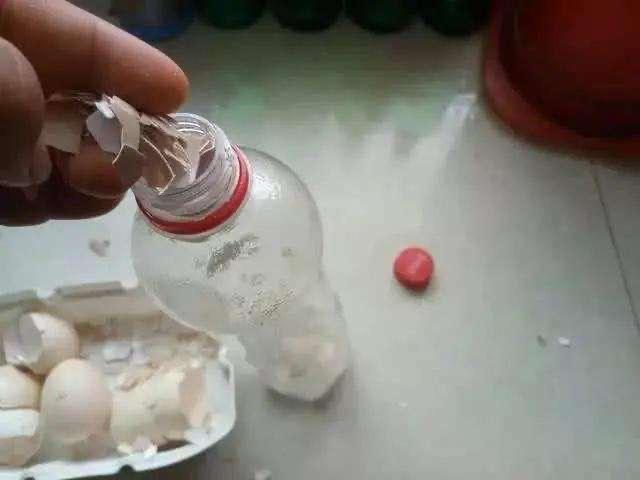鸡蛋壳 养花,要用正确的方法,土壤肥沃疏松,花大色艳