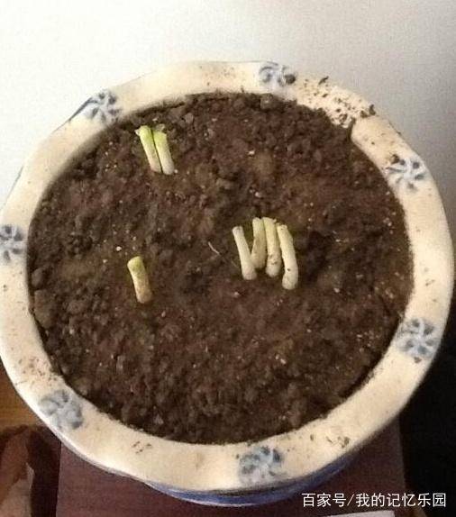 如何自己在家种香菜和小葱 这些方法值得学习