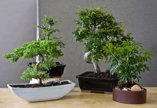 养护盆景最关键的几个技巧,盆景树养几十年都没有问题