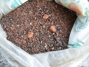 被忽视的兰花植料添加剂 沙 的作用与妙用
