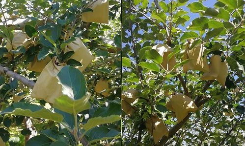 摘完苹果施什么肥料好 苹果采摘后上什么肥料好 苹果采后管理不马虎