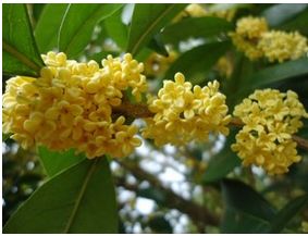 盆栽四季桂花树怎么养