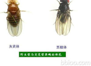 花盆里的小飞虫怎么消灭小窍门_养花有小飞虫怎