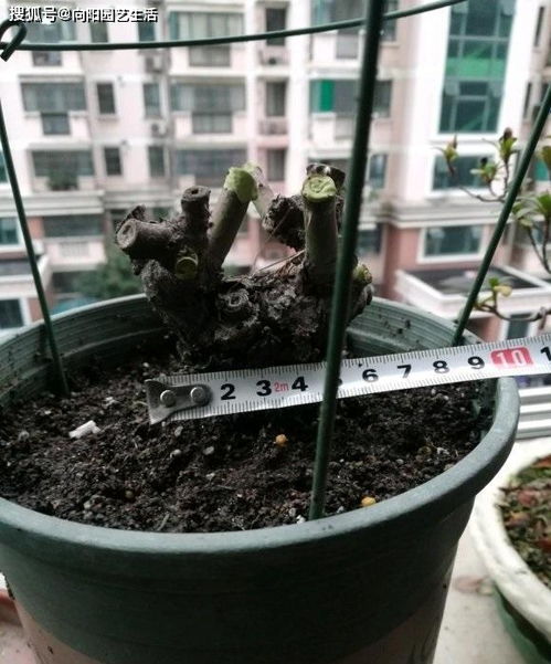 老桩发芽后怎么养护,玫瑰老桩发芽了要掐掉吗
