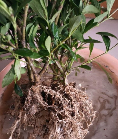 刚买的栀子花带着黄泥土,不洗根换土也能生长开花,技巧在这里