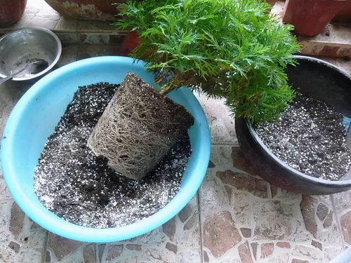 花卉养不好,花盆长白毛蘑菇,对人有害吗,别忽视