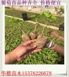 移栽葡萄树的注意事项;移栽葡萄树苗几天能活