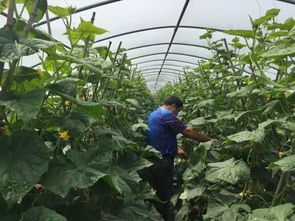 种菜需要仔细看,蔬菜缺素症并不是因为土壤缺素