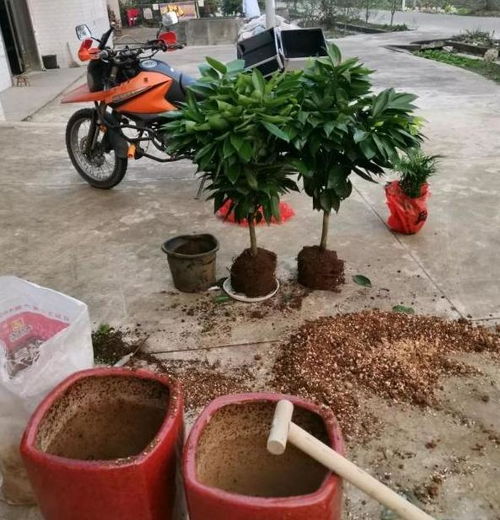 秋季换盆换土,必做此3件事,甭忽略 不然根叶花容易出问题