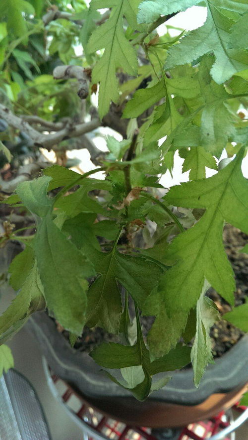 家里植物长虫了 如图 请问什么虫 怎么除