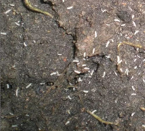 盆里加点它,虫子全死光,花猛长刹不住闸