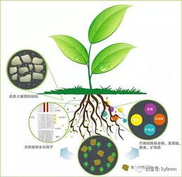 土壤有机质含量高不高,和它有直接关系