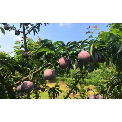 价格 厂家 中国供应商