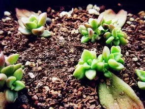夏天快死的花,别人扔,她捡,1个月养爆盆 