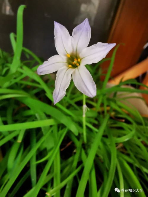 养不死的花,埋土里就能生一麻袋,太赚了