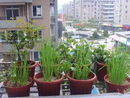 网上买的营养土可以种菜吃吗_网购营养土可直接