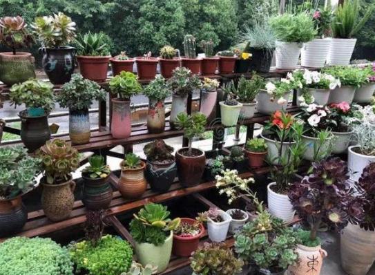养花省钱大计 植物 花盆 肥料都得掏钱买 学他不用买盆
