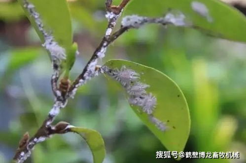 花上长满粘粘的白虫子用啥药