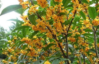 桂花 桂花怎么养才长得好