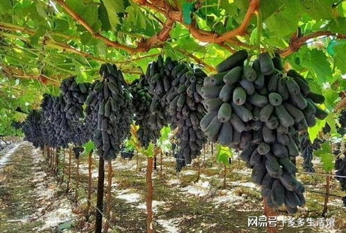 院子里种点果树不吃亏,寓意好,果肉奶香味,甜而不腻,值得入手