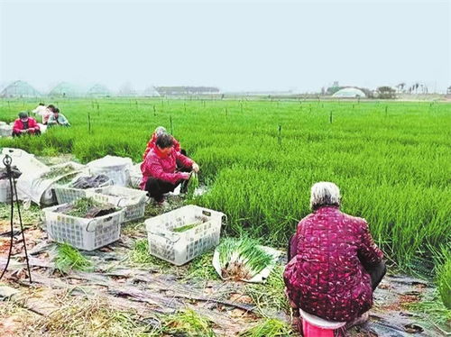小香葱成大产业