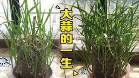 又到了种大蒜的季节,农村小伙带你看农村如何种大蒜