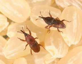 农村粮食里的 米虫 ,为什么都不用喝水 它们不会渴死吗